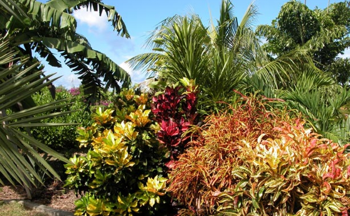 bougainvillierfeu4